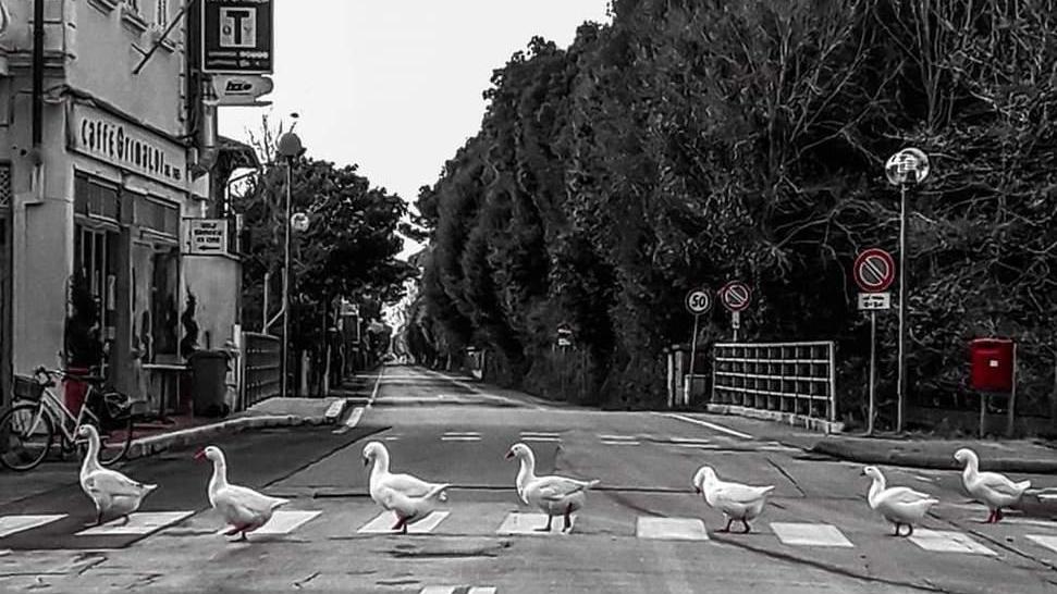 Oche come i Beatles su viale Morin a Fiumetto
