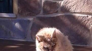 Micia, 33 anni, gatto vivente più vecchio del mondo