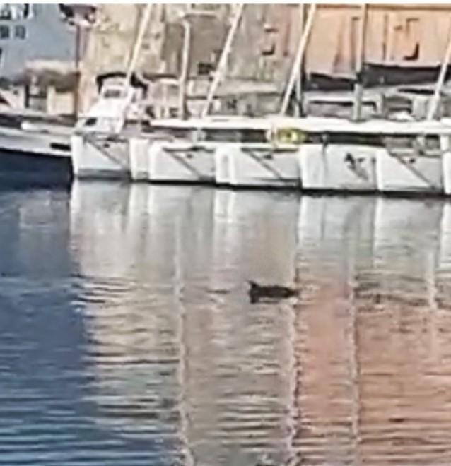 I delfini diventano padroni della Darsena 