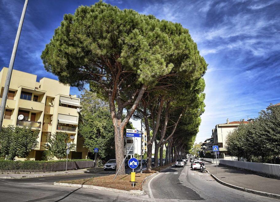 Abbattuti tutti i 52 pini