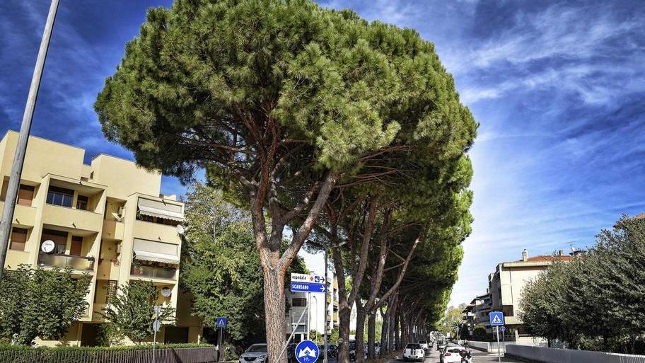 Abbattuti tutti i 52 pini