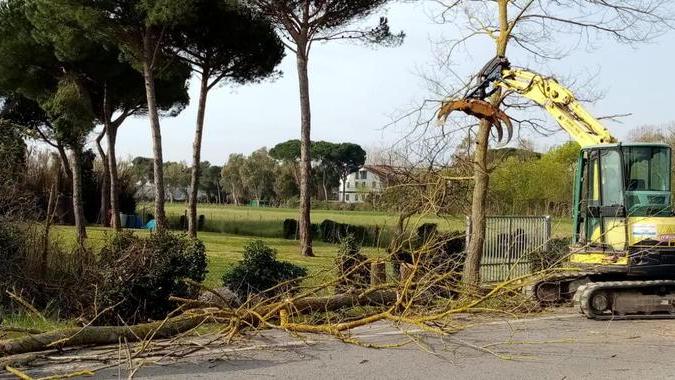 Taglio di piante pericolose sul viale D’Annunzio