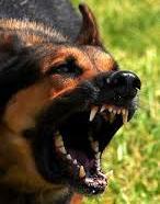 «Cani lasciati liberi: io e mio figlio aggrediti nel giro di poche ore»