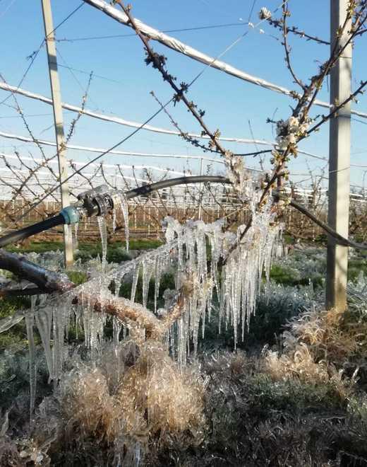 Coldiretti allarmata: «Ancora gelate Nuovi danni alla frutta»