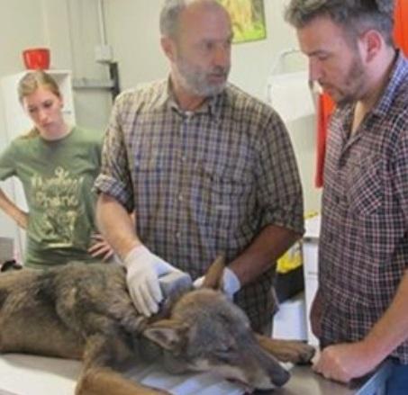 Una “rubrica” sul lupo realizzata dal Parco nazionale 