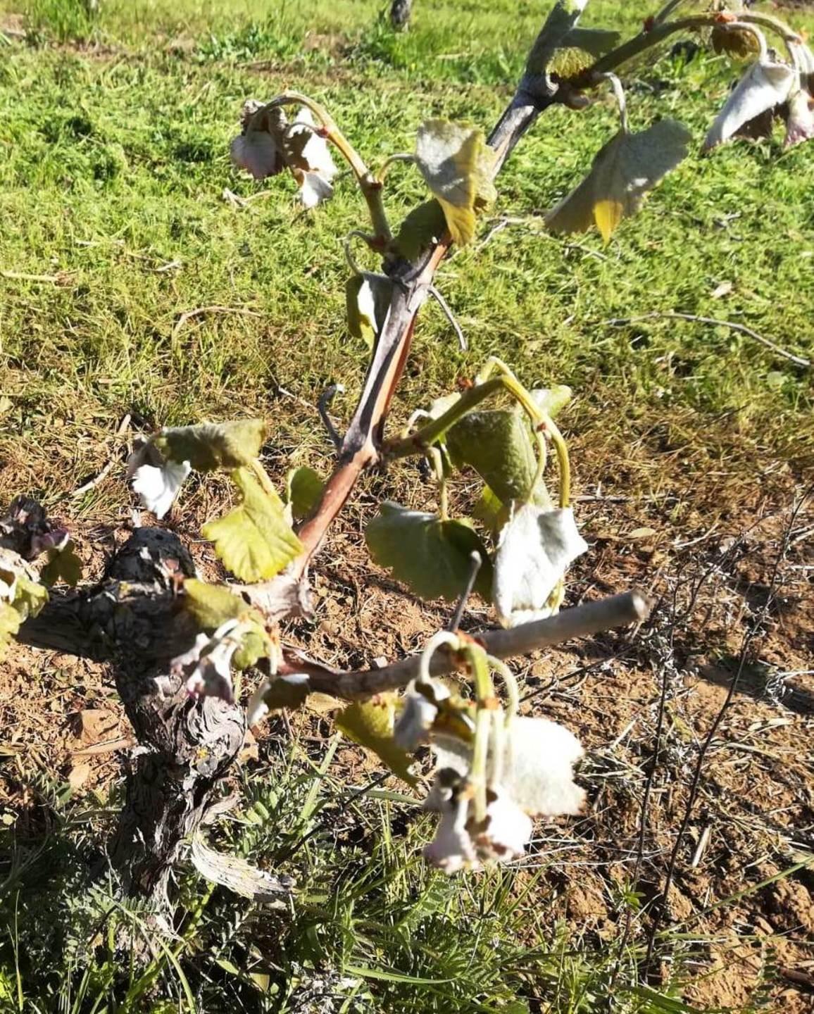Agricoltura, Campidano e Marmilla in ginocchio dopo le gelate