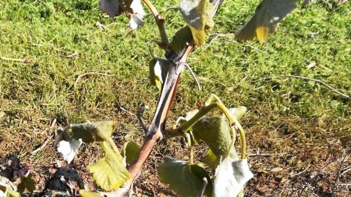 Agricoltura, Campidano e Marmilla in ginocchio dopo le gelate