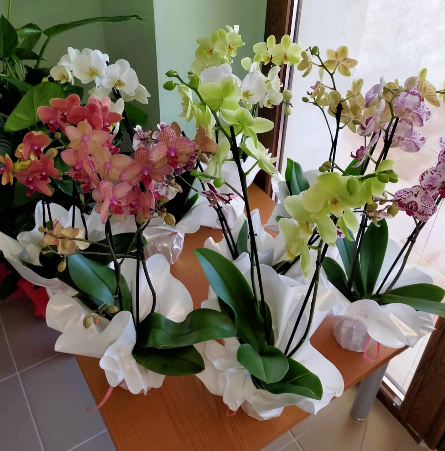 Per i pazienti dell’hospice tanti fiori in regalo