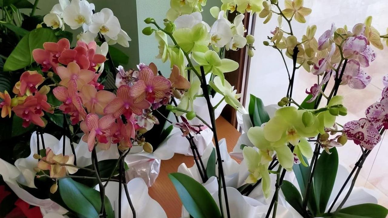 Per i pazienti dell’hospice tanti fiori in regalo
