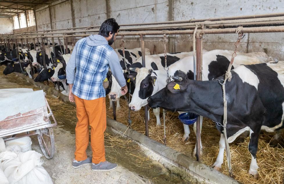 Il latte non si può fermare, ma non c’è più richiesta 
