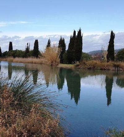 Tufaia, invasione di insetti anticipata rispetto al 2019 