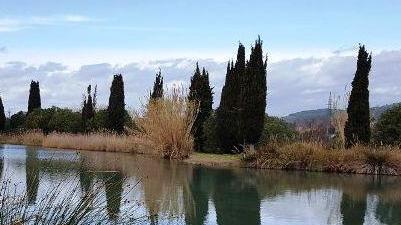 Tufaia, invasione di insetti anticipata rispetto al 2019