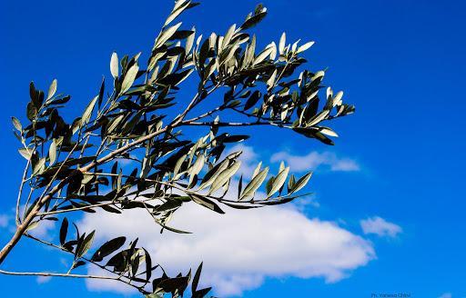 Modena Domenica delle Palme senza ulivo e Settimana Santa solo online 