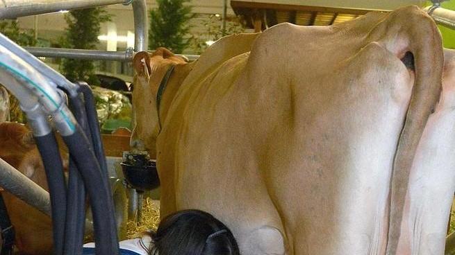 Mungitura delle bovine nelle stalle i tecnici volontari