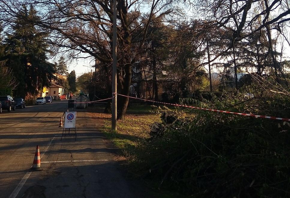 Paura per la quercia Il Comune: «Nessuno si potrà avvicinare» 