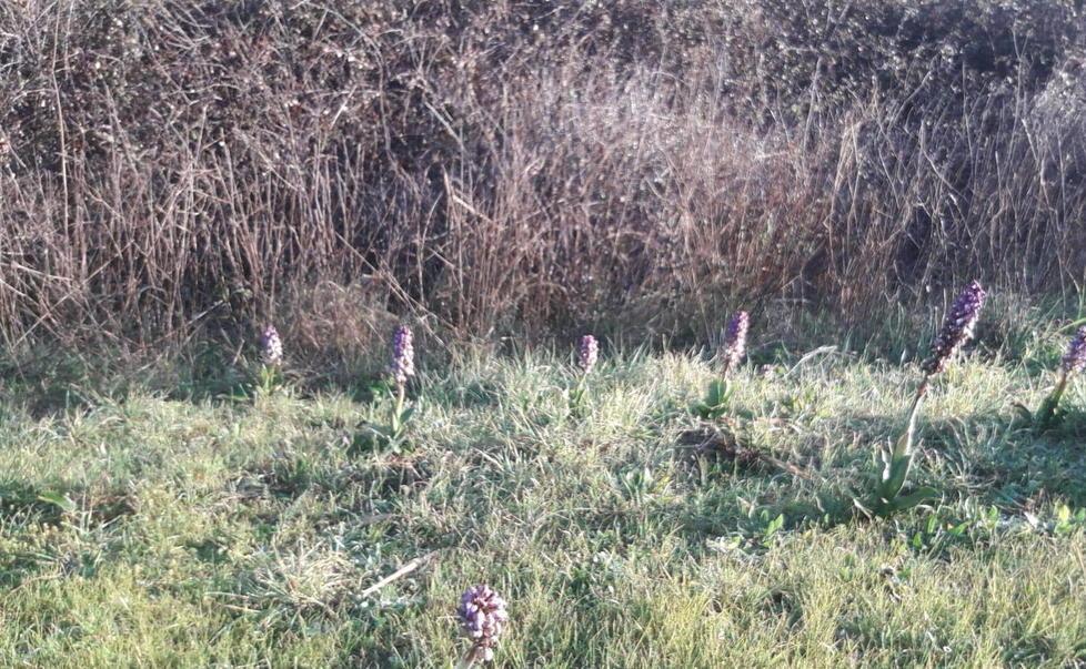 Sfalcio del verde e di orchidee spontanee in piena fioritura 