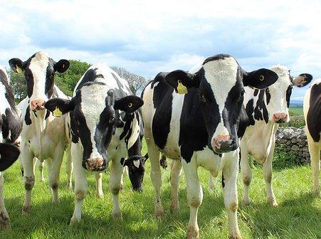 Coldiretti: subito gli aiuti alle aziende agricole 