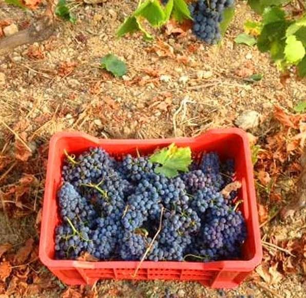 Comprare elbano per uscire dall’emergenza 