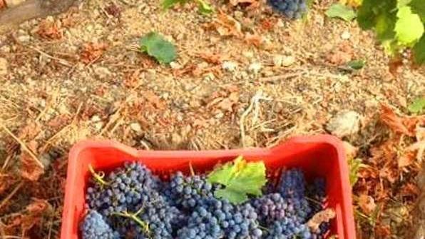 Comprare elbano per uscire dall’emergenza