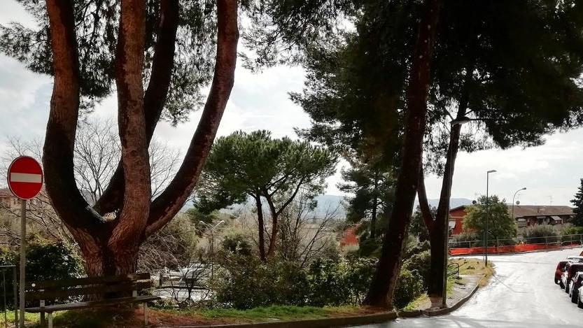Nuova ordinanza su uffici comunali e verde pubblico