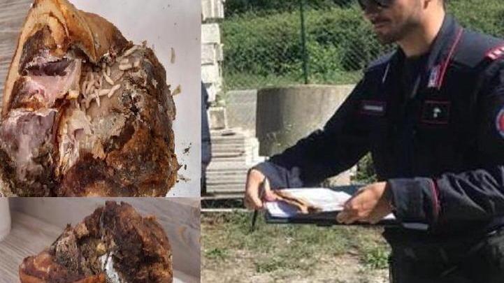 Porchetta con i vermi nel bancone frigorifero Scatta la denuncia