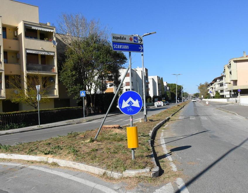 In via Mascagni piantati e subito tolti sette alberi di leccio al posto dei pini 