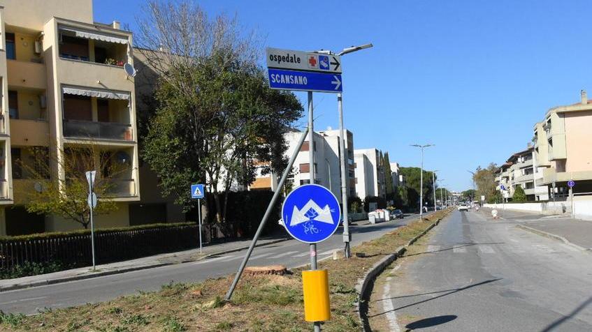 In via Mascagni piantati e subito tolti sette alberi di leccio al posto dei pini