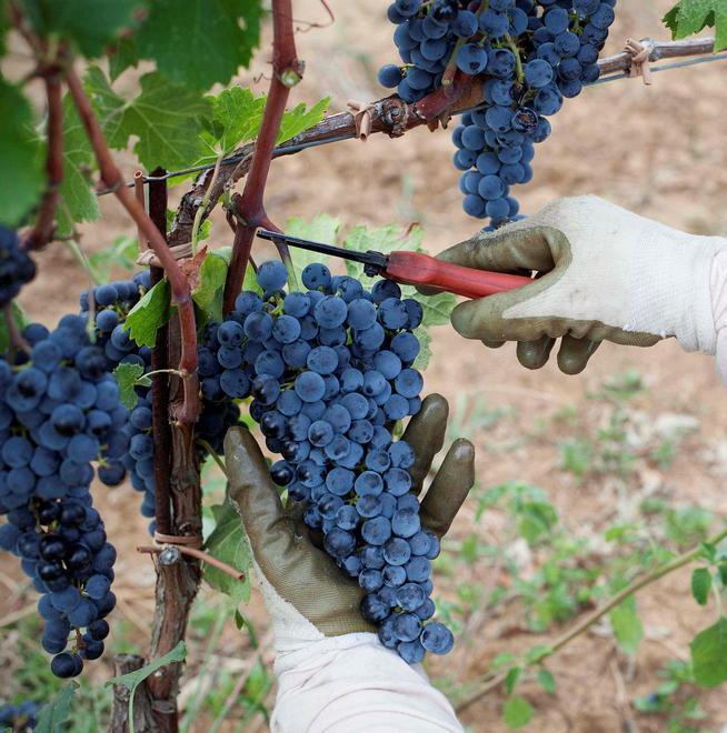 La cantina Ornellaia organizza una serie di degustazioni virtuali