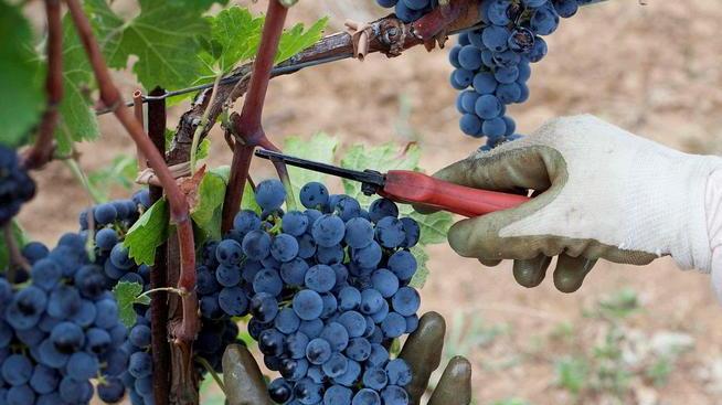La cantina Ornellaia organizza una serie di degustazioni virtuali