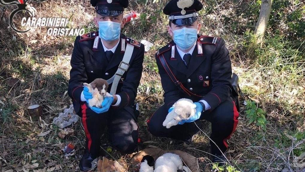 I carabinieri ritrovano otto cuccioli 
