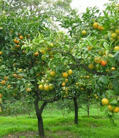 Il gelo colpisce ancora, devastati gli agrumeti 