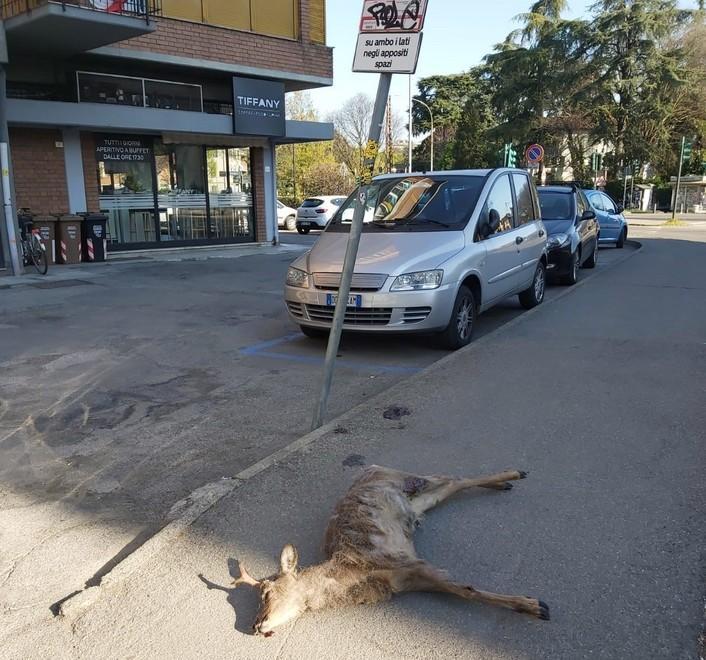Capriolo investito da un’auto in via Cecati Non ce l’ha fatta 