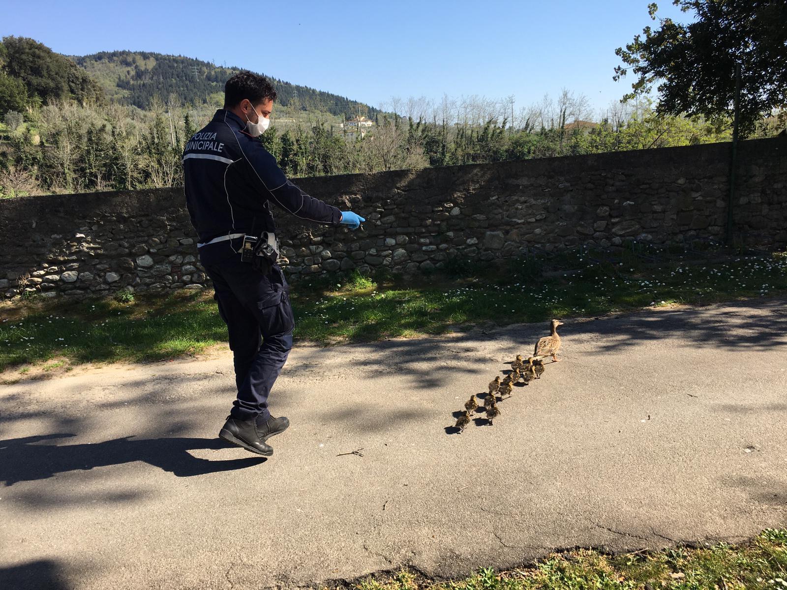 Scorta speciale per la famiglia di germani reali