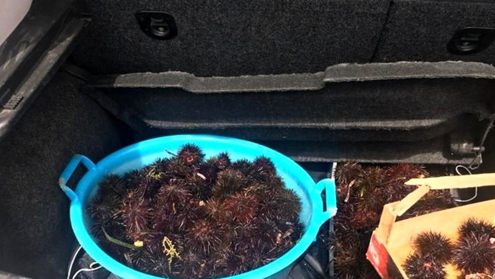 Coronavirus, in auto con 2mila ricci pescati abusivamente: super multe per due giovani di Arbus