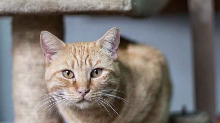 Raccolte di fondi ed eventi bloccati Appello del Gattile «Servono risorse»