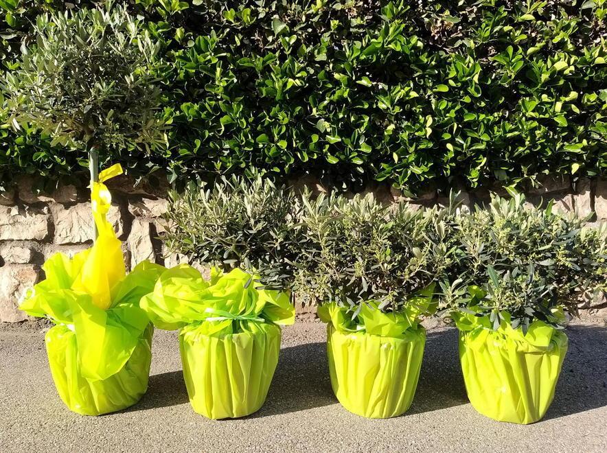 Quattro piante di olivo benedette per tutti i defunti di Castiglione