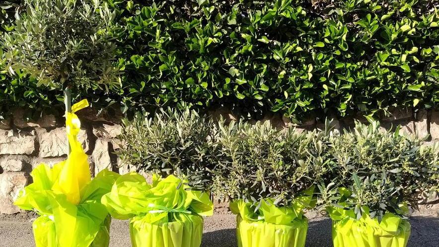 Quattro piante di olivo benedette per tutti i defunti di Castiglione