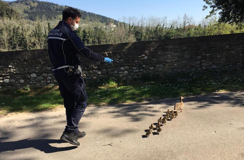 Scorta per gli anatroccoli