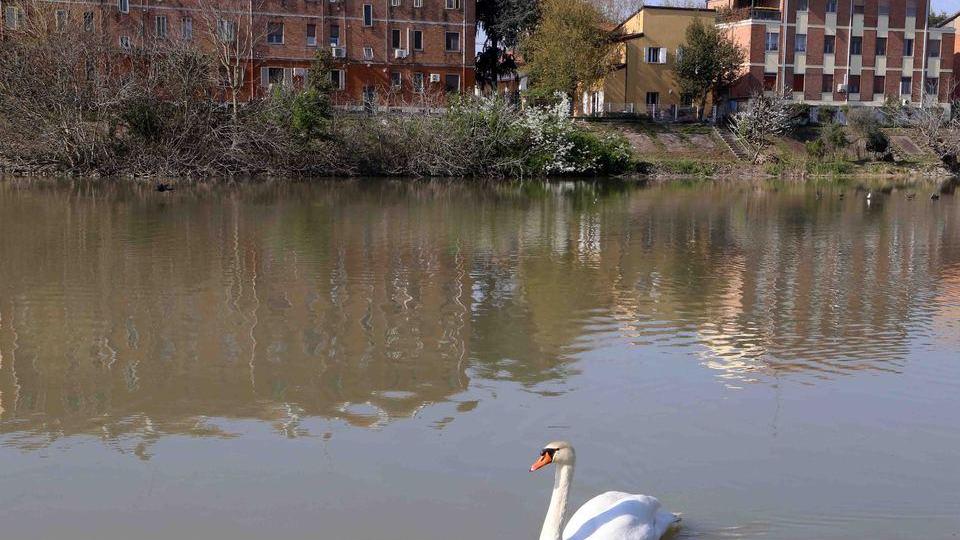 Cigni e tartarughe si riprendono Ferrara, allerta nutrie