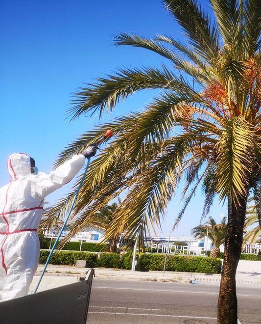 Lotta al punteruolo rosso Via al trattamento a Lido 