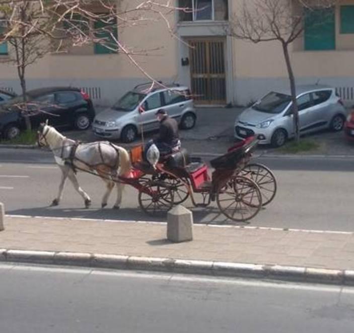 Fulvio Pacitto col suo cavallo
