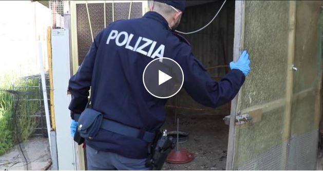 Porporana, tornano i ladri di polli: rubate cinque galline