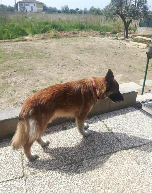 Stella, il pastore tedesco di 7 anni che è andato a cercare il suo padrone a Cisanello