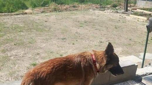 Stella, il pastore tedesco di 7 anni che è andato a cercare il suo padrone a Cisanello