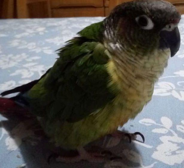 Il pappagallo scappa I proprietari chiedono ai cittadini di aiutarli 
