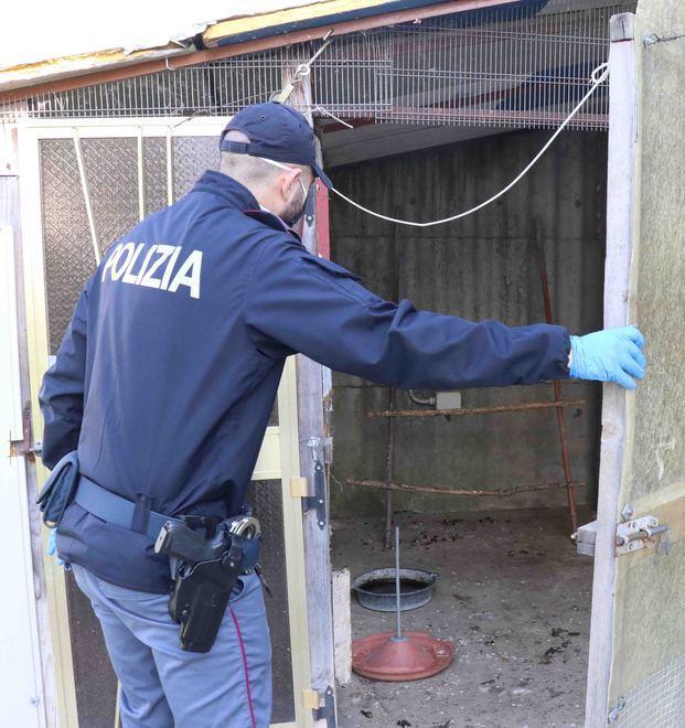 Ladri di polli in azione Rubano cinque galline e forzano il magazzino 