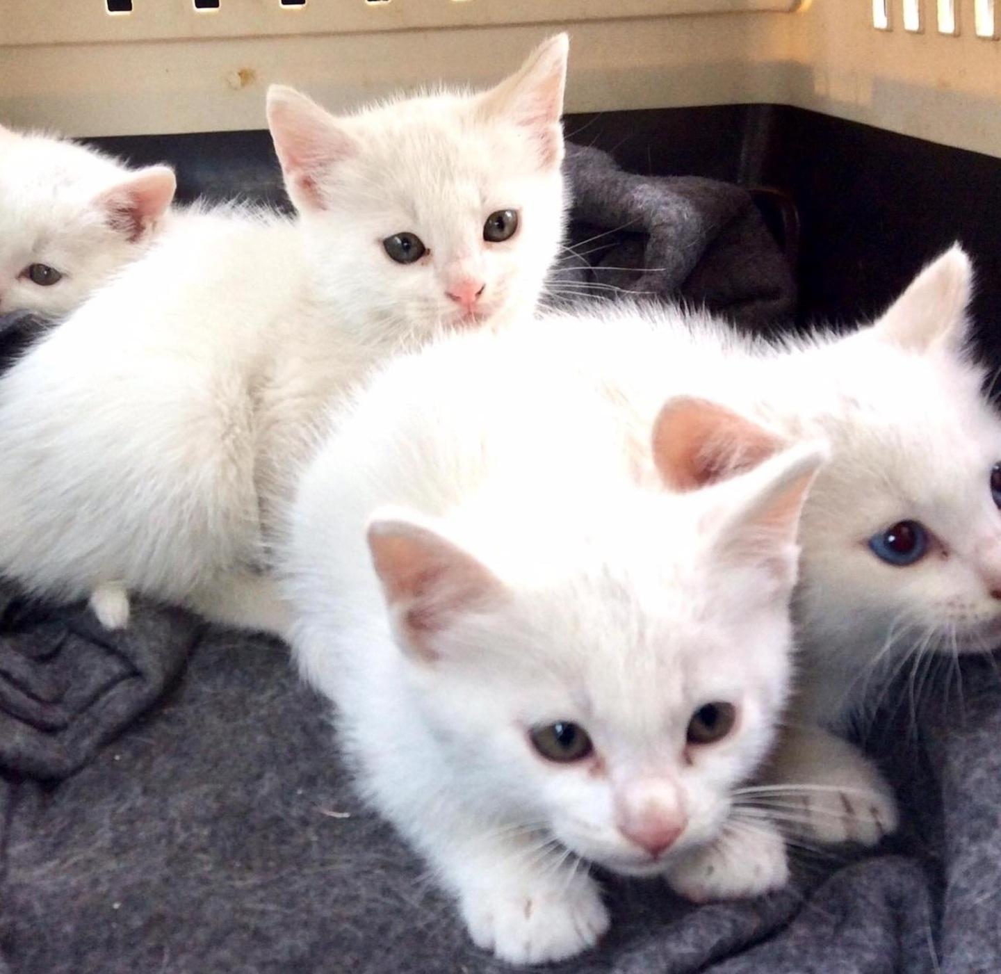 Colonia felina, salvati quattro gattini 