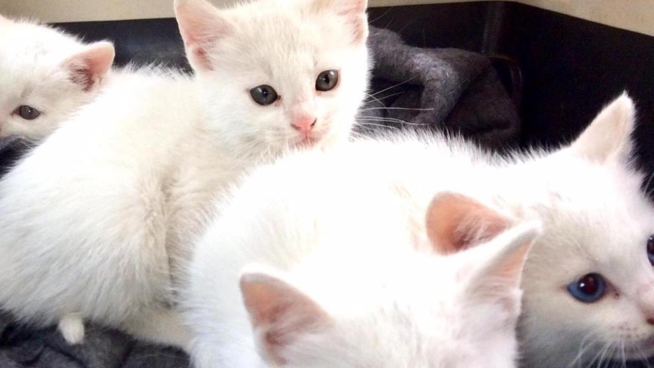 Colonia felina, salvati quattro gattini