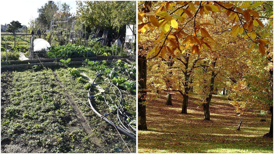 Uno dei tanti orti coltivati in città e un bosco di castagni: sarà possibile coltivare la terra anche senza la partita Iva