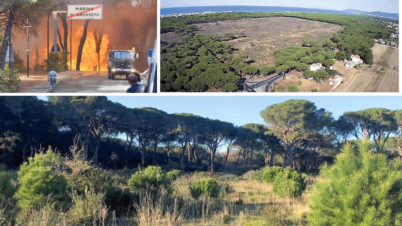 La pineta di Marina di Grosseto rinasce, dai pinoli piantati sono adesso nati giovani alberi 